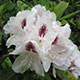 image de Rhododendron