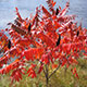 image de Rhus typhina