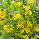 image de Ribes aureum