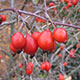 image de Rosa glauca (R. rubrifolia)