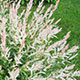 image de Salix integra