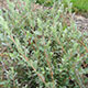 image de Salix repens