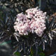 image de Sambucus nigra