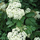 image de Sambucus canadensis