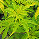 image de Sambucus racemosa