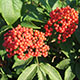 image de Sambucus racemosa subsp. pubens