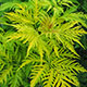 image de Sambucus racemosa