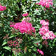 image de Spiraea japonica