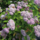 image de Spiraea x