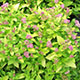 image de Spiraea japonica