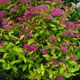 image de Spiraea japonica