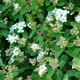 image de Spiraea nipponica