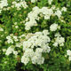 image de Spiraea nipponica