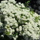 image de Spiraea nipponica