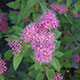 image de Spiraea japonica