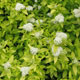 image de Spiraea japonica