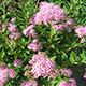 image de Spiraea japonica