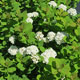 image de Spiraea betulifolia