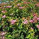 image de Spiraea japonica