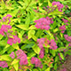 image de Spiraea japonica