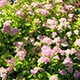 image de Spiraea japonica