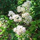 image de Spiraea alba var. latifolia