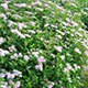 image de Spiraea japonica