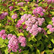 image de Spiraea japonica