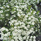 image de Spiraea x vanhouttei