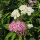 image de Spiraea japonica