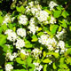 image de Spiraea x vanhouttei