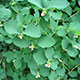 image de Symphoricarpos albus