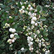 image de Symphoricarpos albus