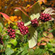 image de Symphoricarpos orbiculatus