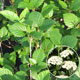 image de Viburnum dentatum