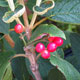 image de Viburnum lantana