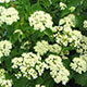 image de Viburnum dentatum