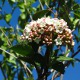 image de Viburnum carlcephalum