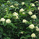 image de Viburnum cassinoides