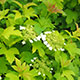 image de Viburnum trilobum