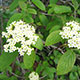 image de Viburnum lantana