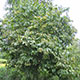 image de Viburnum lentago