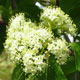 image de Viburnum lentago