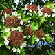 image de Viburnum sargentii