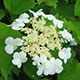 image de Viburnum trilobum