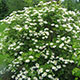 image de Viburnum trilobum