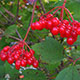 image de Viburnum trilobum