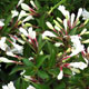 image de Weigela