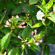 image de Weigela