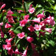 image de Weigela